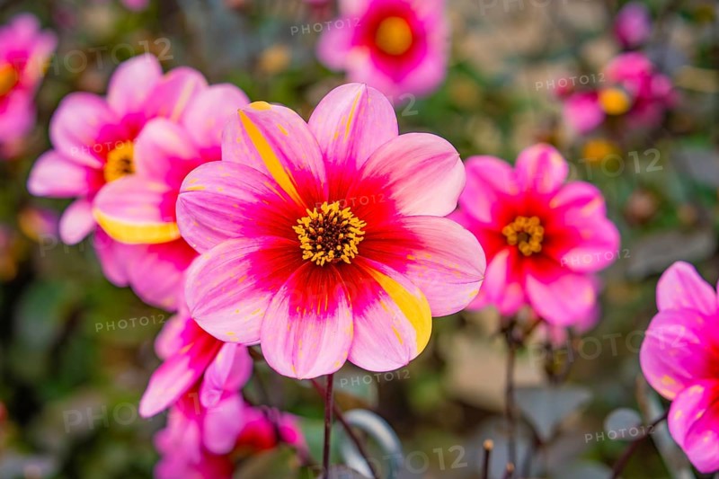 Bright pink dahlia flowers with yellow accents in a garden in daylight, Mainau flower island, Lake Constance, Germany