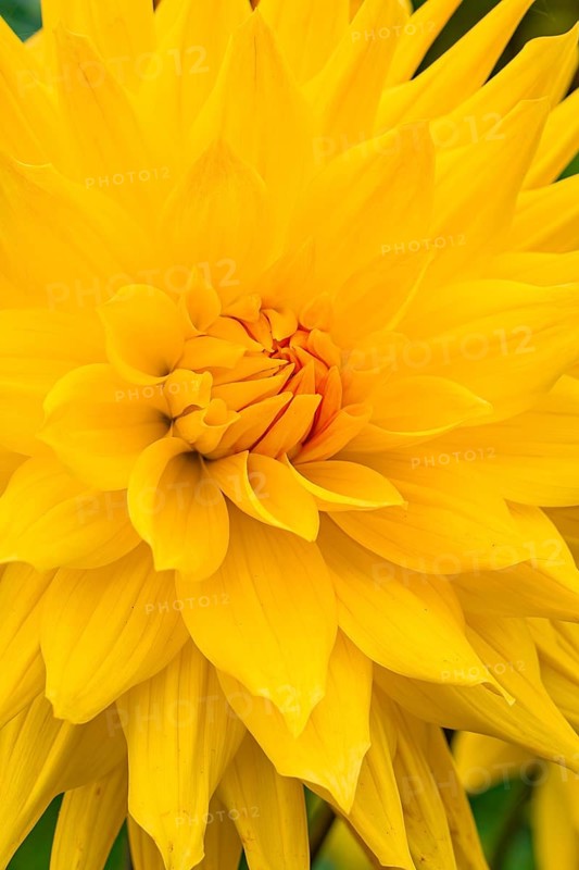 Large bright yellow flower with soft petals, Mainau flower island, Lake Constance, Germany