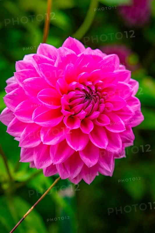 Close-up of a large pink flower with lively surroundings, Mainau flower island, Lake Constance, Germany