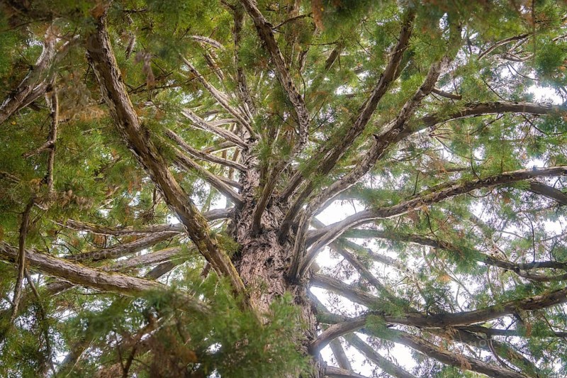 View from below into the treetop with branched branches and green leaves, Mainau flower island, Lake Constance, Germany