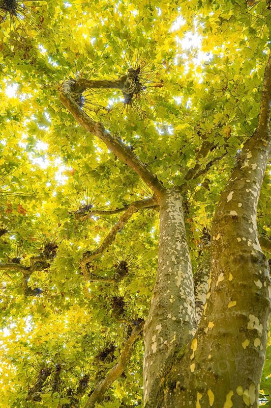 Sunlight shines through the green treetops in autumn, Mainau flower island, Lake Constance, Germany