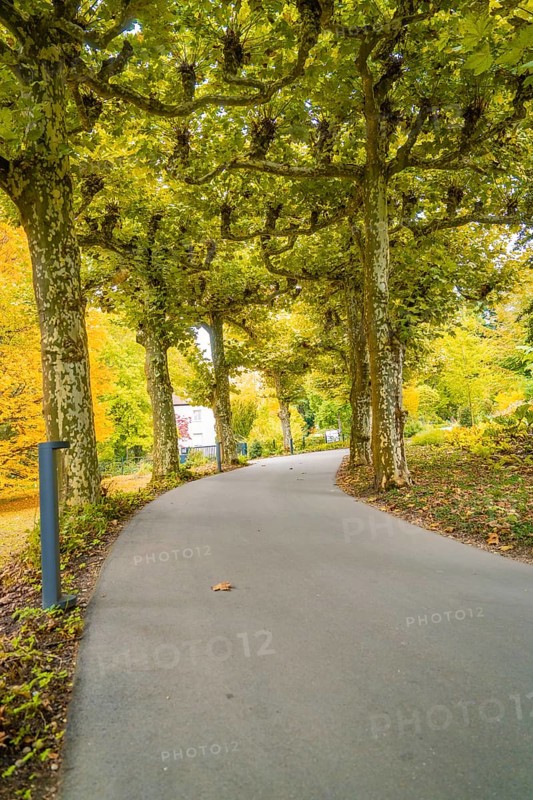 A path lined with trees in an autumnal avenue, Mainau flower island, Lake Constance, Germany