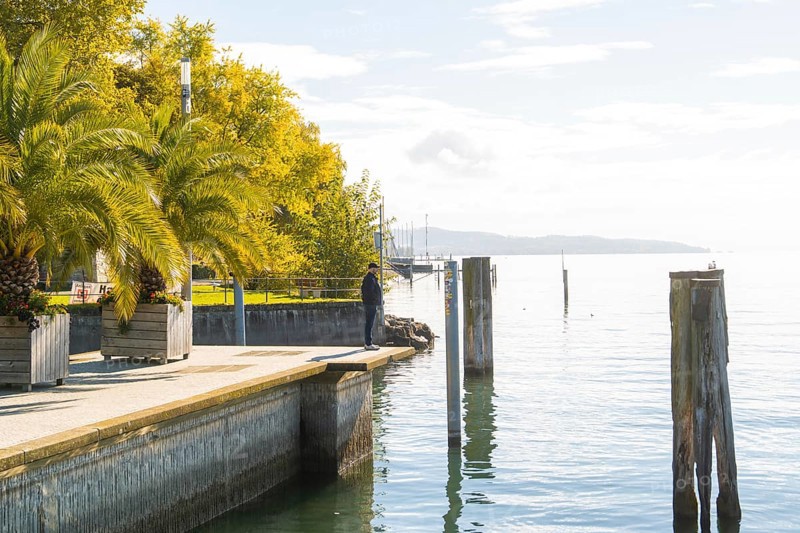 Overgrown shore area with palm trees and calm water under a sunny sky, Überlingen, Lake Constance, Germany