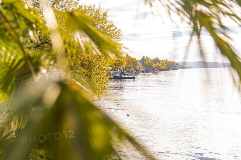View of a lake with autumnal trees and palm trees in the foreground under an overcast sky, Überlingen, Lake Constance, Germany