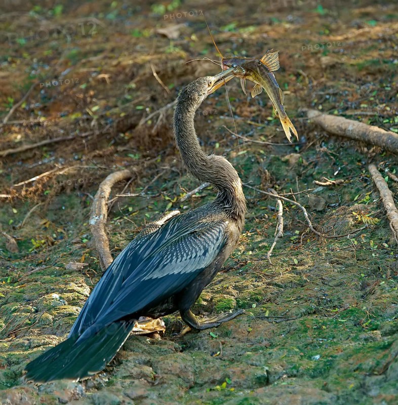 American darter (Anhinga anhinga) with preyed catfish Pantanal Brazil