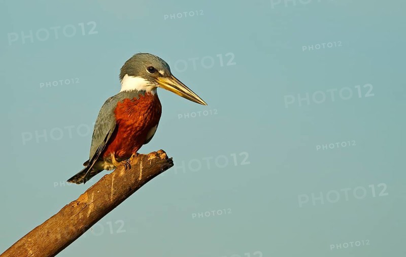 Red-breasted Kingfisher (Megaceryle torquata), Pantanal, Brazil, South America