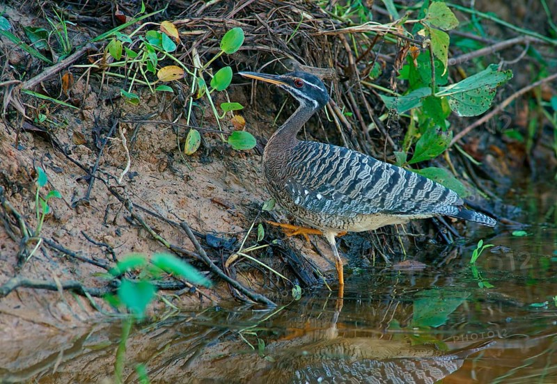 Sun rail (Eurypyga helias) Pantanal Brazil