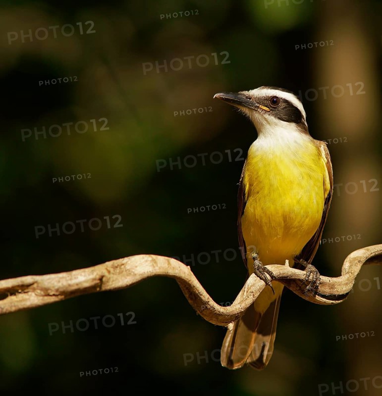 Sulphur-masked tyrant (Pitangus sulphuratus), Pantanal, Brazil, South America