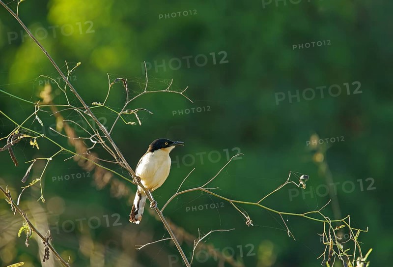 Reed Thrasher (Donacobius atricapilla), Pantanal, Brazil, South America