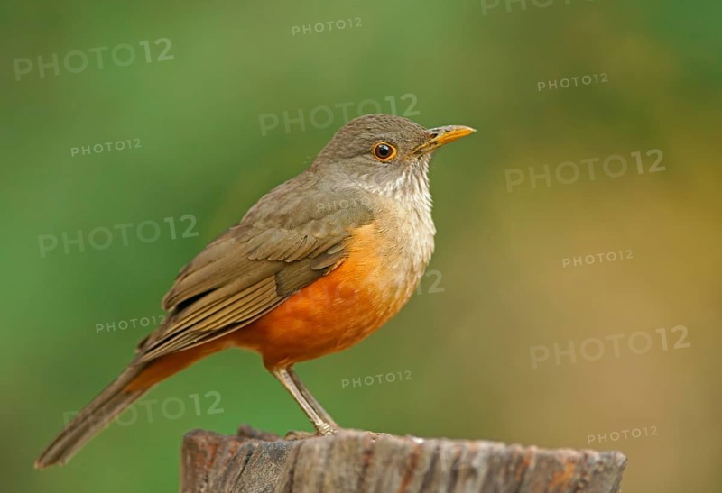 Red-bellied thrush (Turdus rufiventris), Pantanal, Brazil, South America