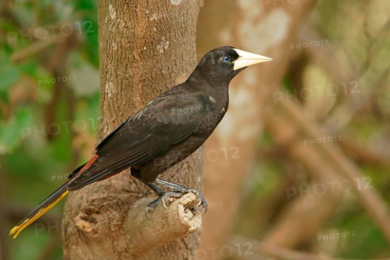 Crow-fronted bird (Psarocolius decumanus), on branch, Pantanal, Brazil, South America