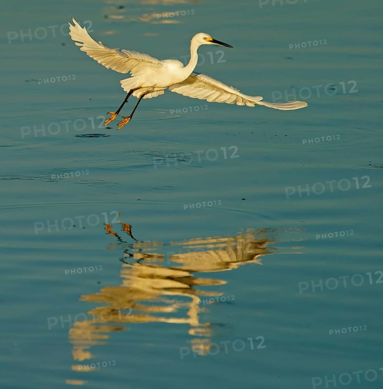 Little Egret (Egretta garzetta) Pantanal State of Mato Grosso Do Sul, Brazil, South America