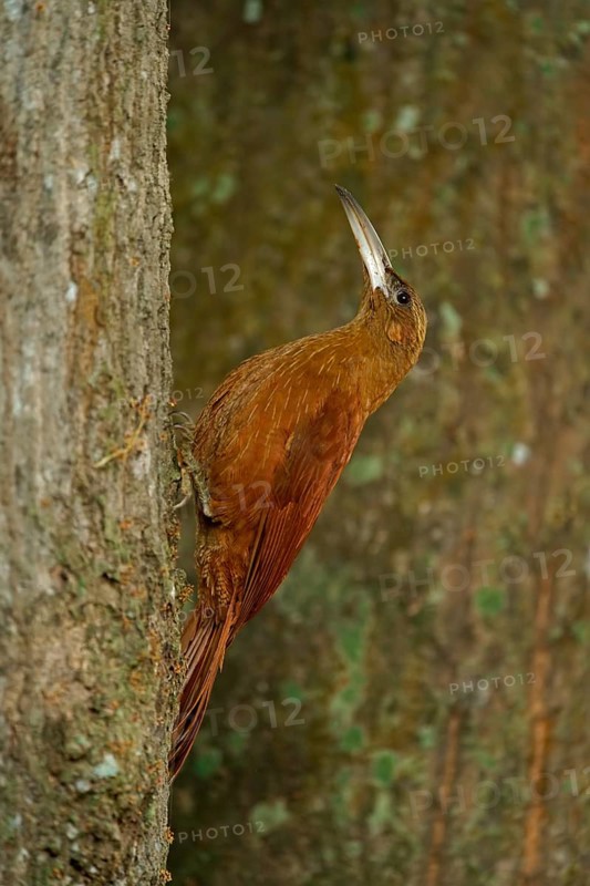 Fox red treecreeper (Xiphocolaptes major), Pantanal, Brazil, South America