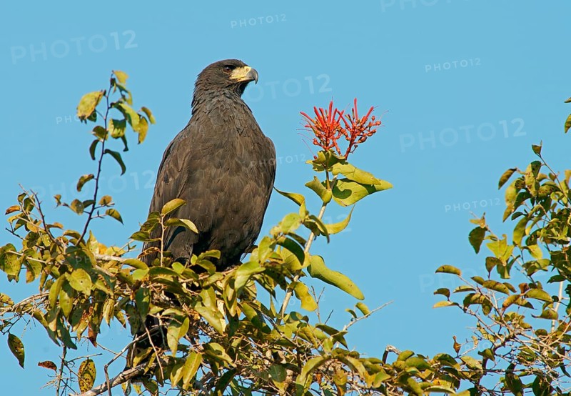 Black buzzard (Buteogallus urubutinga) Pantanal Brazil