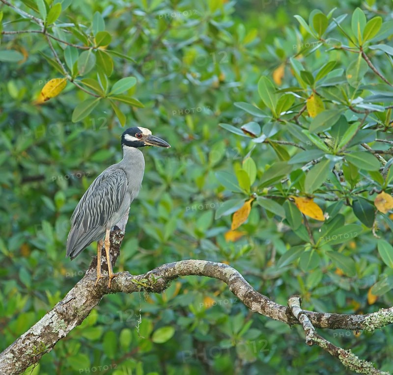 Crab Heron (Nycticorax violaca), Mata Atlantica, Brazil, South America
