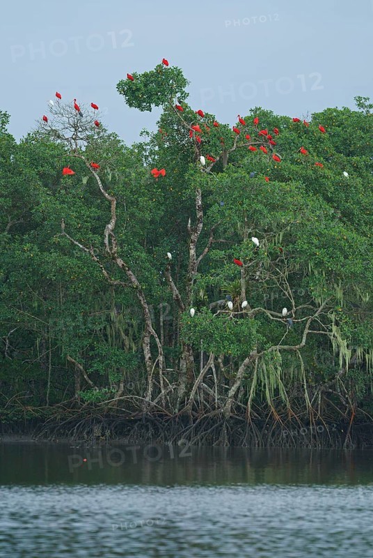 Scarlet Ibis (Eudocimus ruber), Mata Atlantica, Brazil, South America
