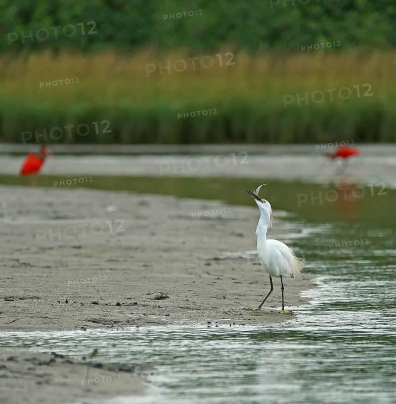 Great White Egret (Egretta thula), Mata Atlantica, Brazil, South America
