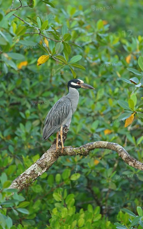 Crab Heron (Nycticorax violaca), Mata Atlantica, Brazil, South America