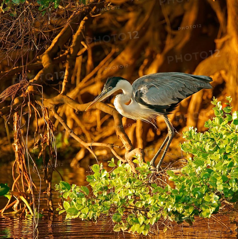 Cocoi Heron (Ardea cocoi), Pantanal, Brazil, South America