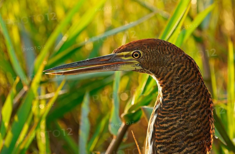 Marbled heron (Tigrisoma lineatum) juvenile, Pantanal, Brazil, South America