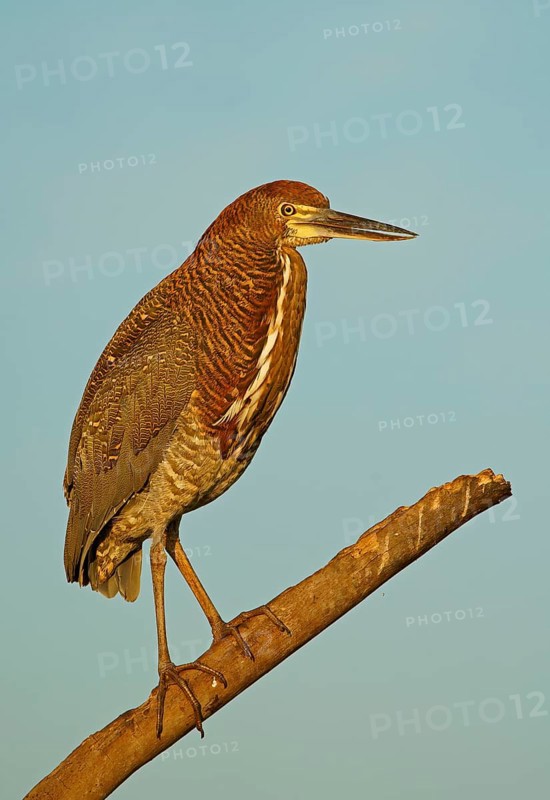 Marbled heron (Tigrisoma lineatum) juvenile, Pantanal, Brazil, South America