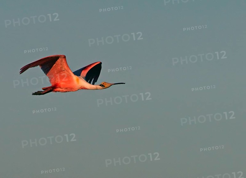 Roseate spoonbill (Ajaia ajaja) Pantanal Brazil