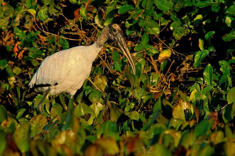 Forest stork (Mycteria americana), Pantanal, Brazil, South America