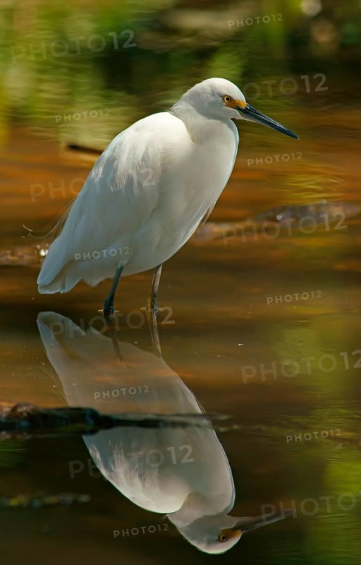 Great White Egret (Egretta thula) Pantanal Brazil