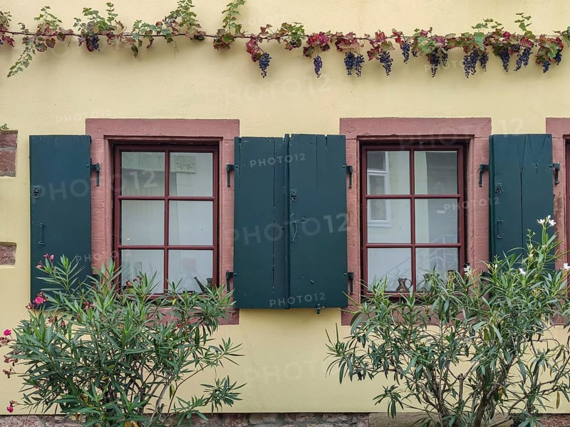 House facade with windows and red grapevine, Southern Palatinate, Palatinate, Rhineland-Palatinate, Germany
