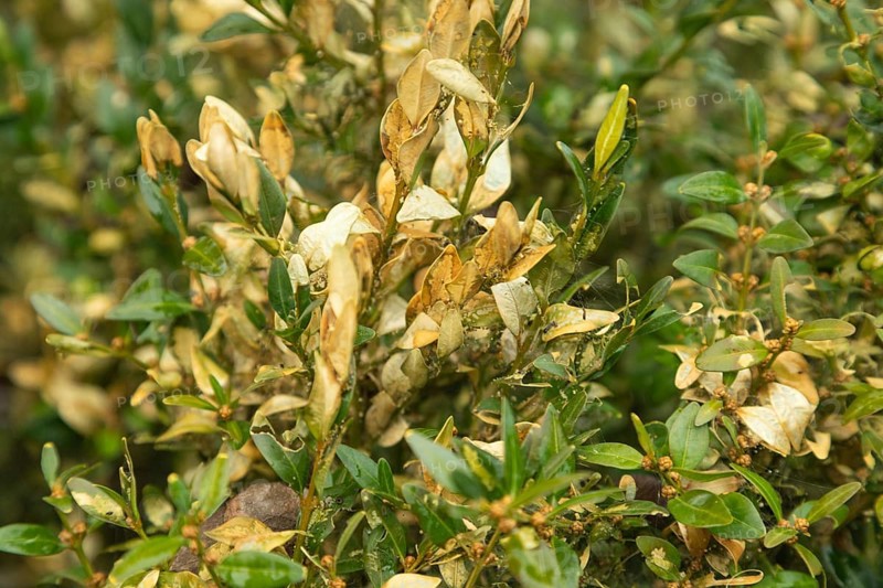 Boxwood bush, Buxus sempervirens, infested with Box tree moth, Cydalima perspectalis, caterpillars, feeding, pest