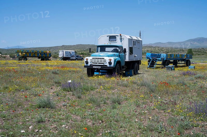 An old truck stands in a colourful flower meadow under a blue sky with trailers in the background, beekeeper, near Karakert, Armavir province, Armenia