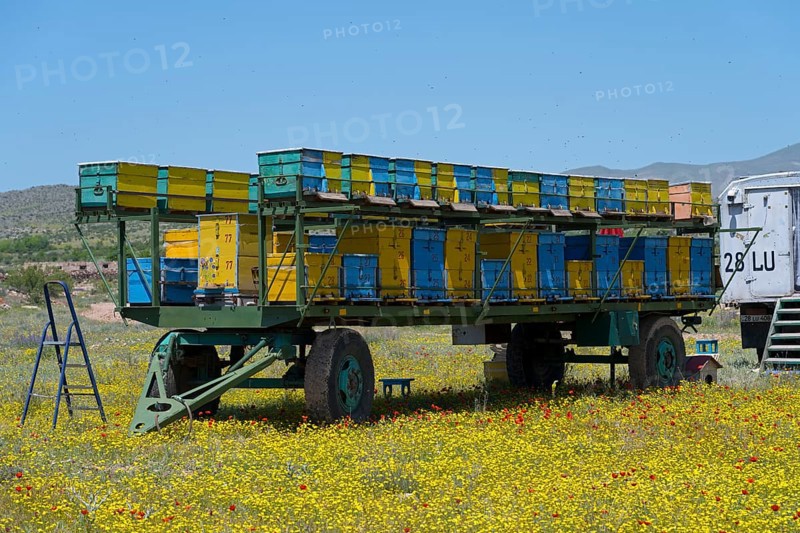 A trailer full of beehives stands in the middle of a blooming flower meadow under a clear sky, beekeeper, near Karakert, Armavir province, Armenia