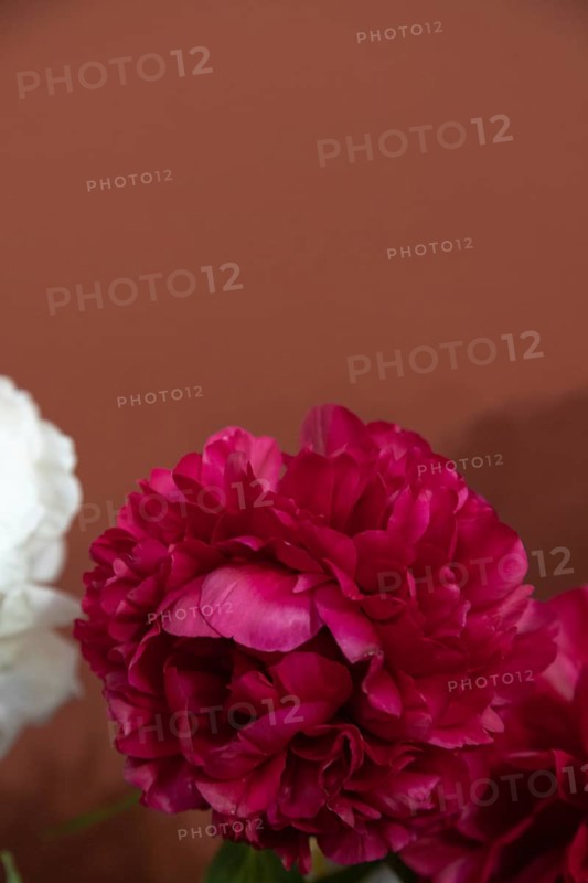 Beautiful red, burgundy peony Edgar Jessep flower. Closeup. Blurred background, selective focus