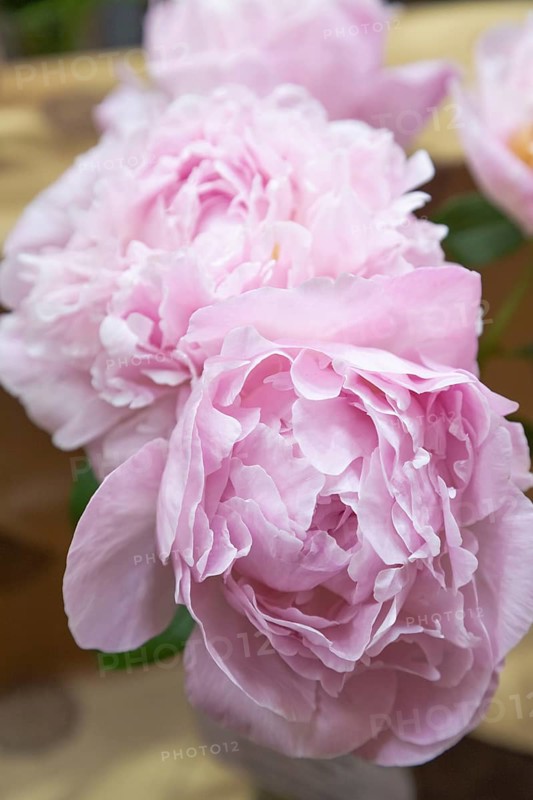 Beautiful pink purple peony Nancy Nora flower. Closeup. Blurred background, selective focus