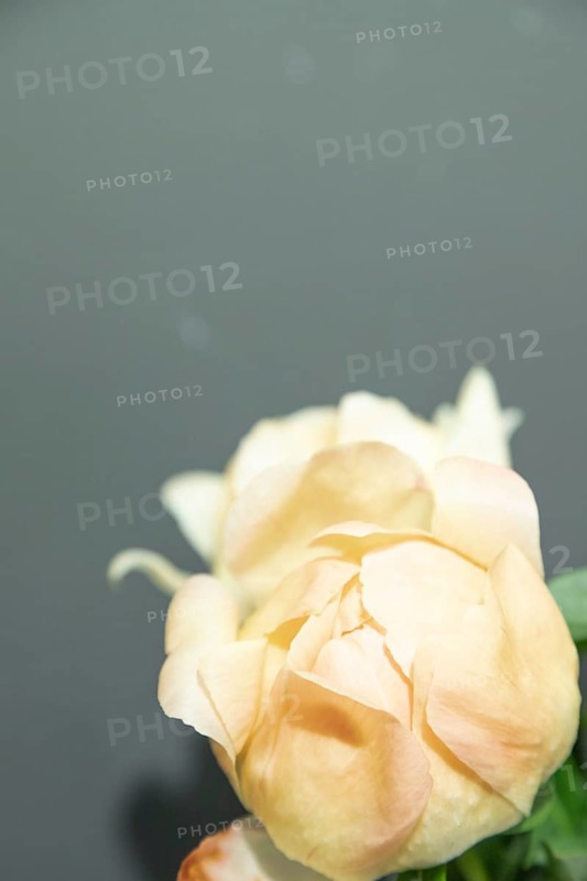 Beautiful orange peony Coral Supreme flower. Closeup. Blurred background, selective focus