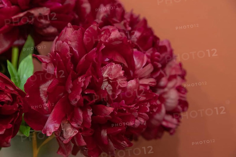Beautiful red, burgundy peony Henry Bockstoce flower. Closeup. Blurred background, selective focus