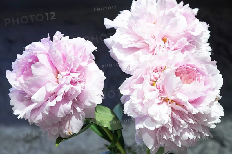 Beautiful pink peony Reine Supreme flower. Closeup. Blurred background, selective focus