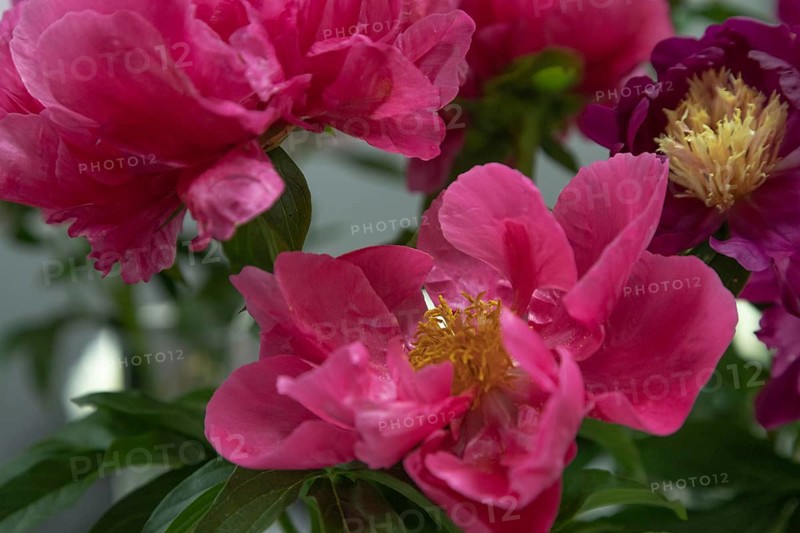 Beautiful red, burgundy peony Paula Fay flower. Closeup. Blurred background, selective focus