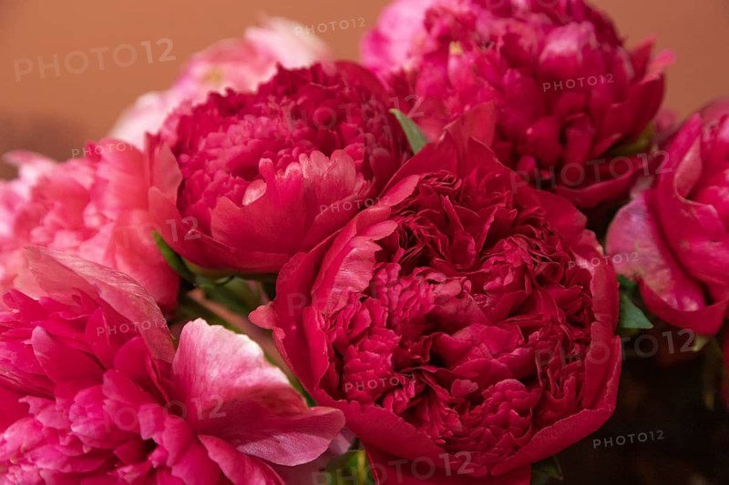 Beautiful red, burgundy peony Command Performance flower. Closeup. Blurred background, selective focus