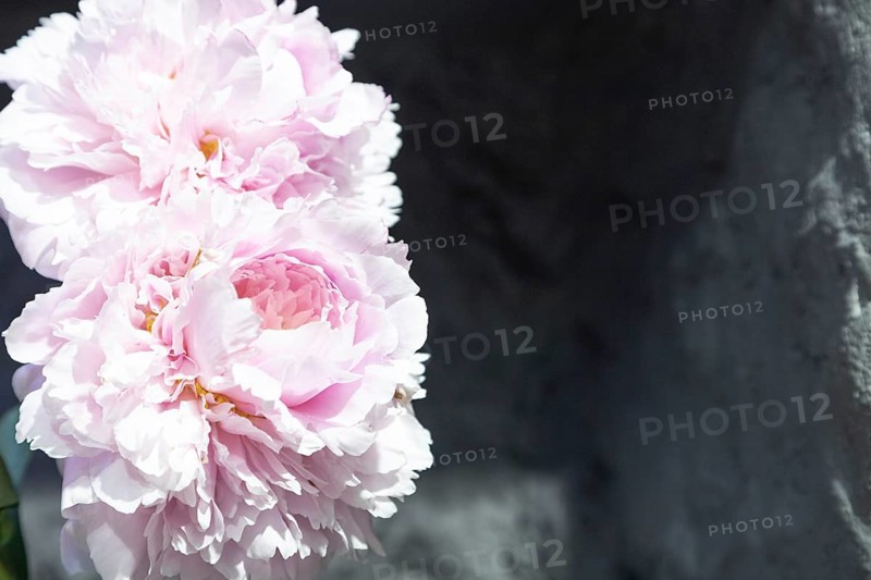 Beautiful pink peony Reine Supreme flower. Closeup. Blurred background, selective focus