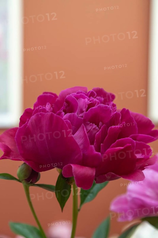 Beautiful red, burgundy peony The Mighty Mo flower. Closeup. Blurred background, selective focus