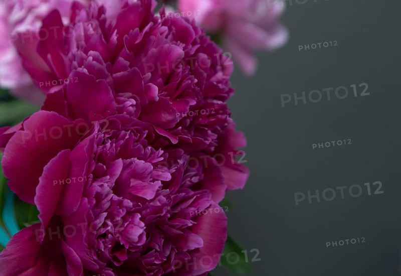 Beautiful red, burgundy peony Shawnee Chief flower. Closeup. Blurred background, selective focus