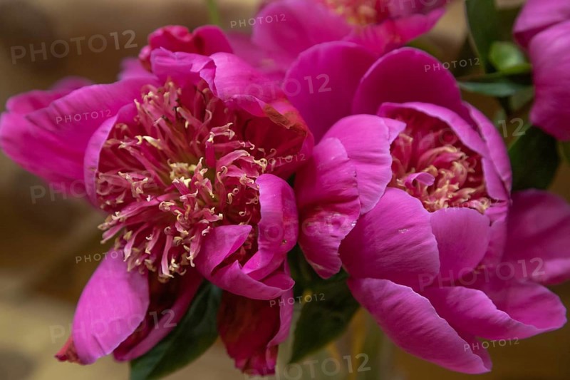 Beautiful pink purple peony Leslie Peck flower. Closeup. Blurred background, selective focus