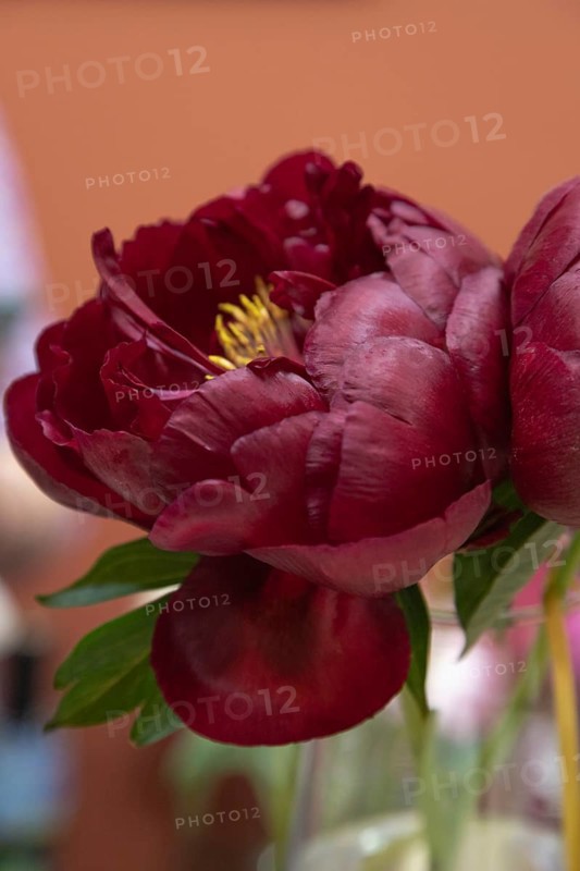 Beautiful red, burgundy peony Dandy Dan flower. Closeup. Blurred background, selective focus