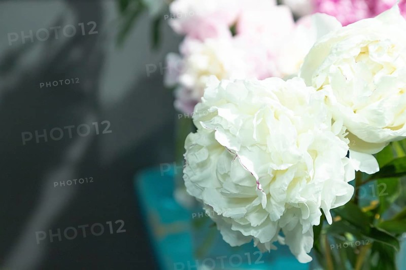 Beautiful white peony Alma ata flower. Closeup. Blurred background, selective focus
