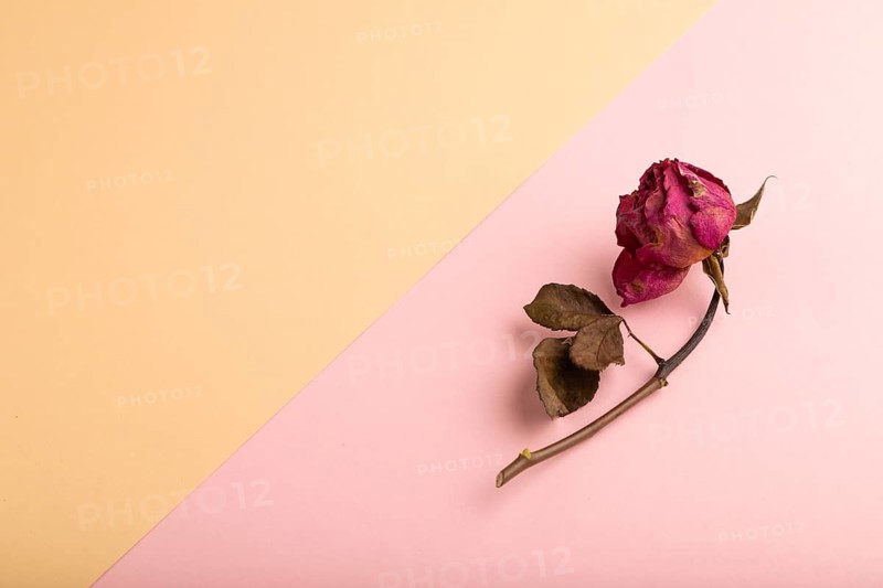 Withered dried pink Rose on pink and orange pastel paper background, side view, copy space, minimalism
