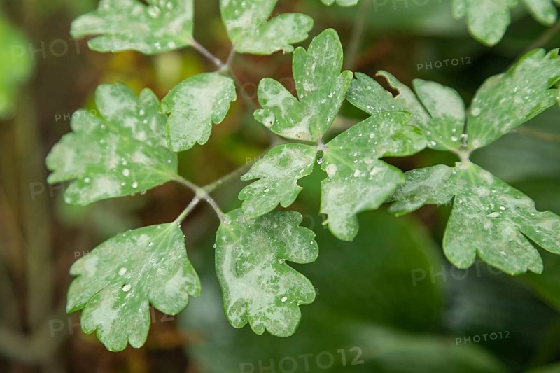 Columbine leaves covered with Powdery mildew, plant diseases, plant pathology
