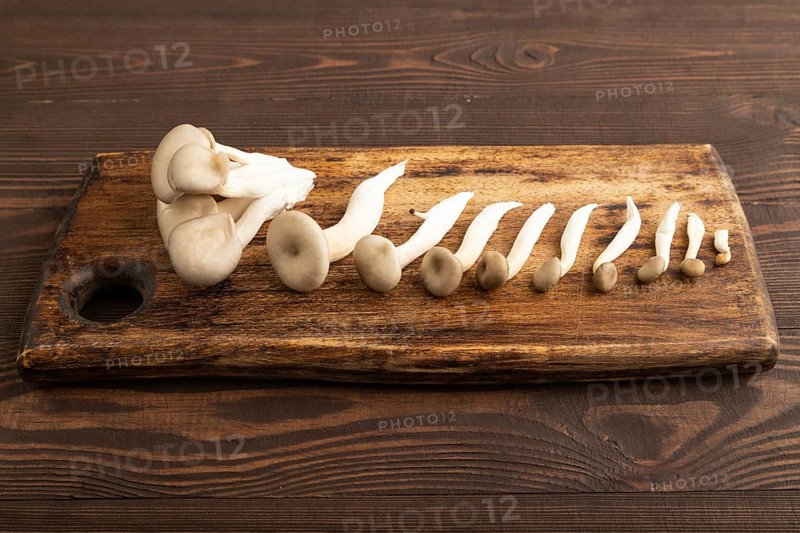 Raw Oyster mushroom, Pleurotus ostreatus on cutting board on brown wooden background. Side view, copy space, minimalism