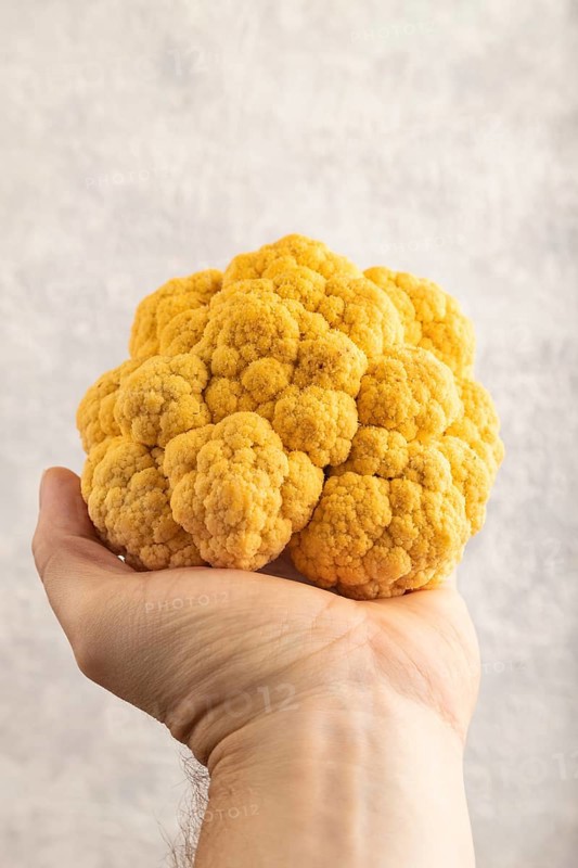 Yellow Cauliflower with hand on gray concrete background. Side view, close up. healthy food, vegetable, minimalism