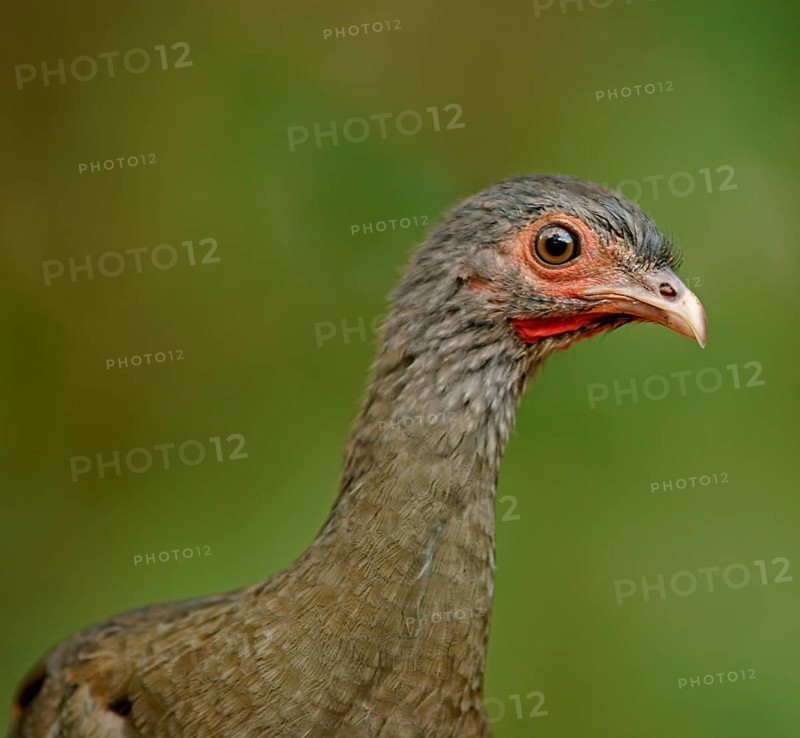 Bronze guan (Penelope obscura), Pantanal, Brazil, South America